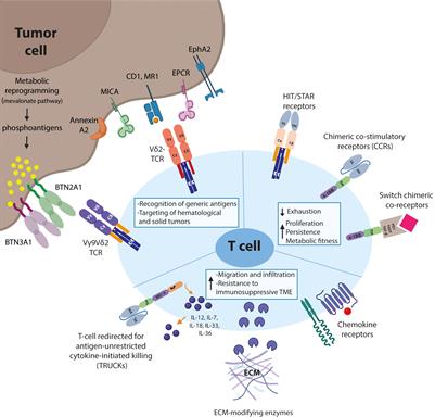 Strategies to improve γδTCRs engineered T-cell therapies for the treatment of solid malignancies